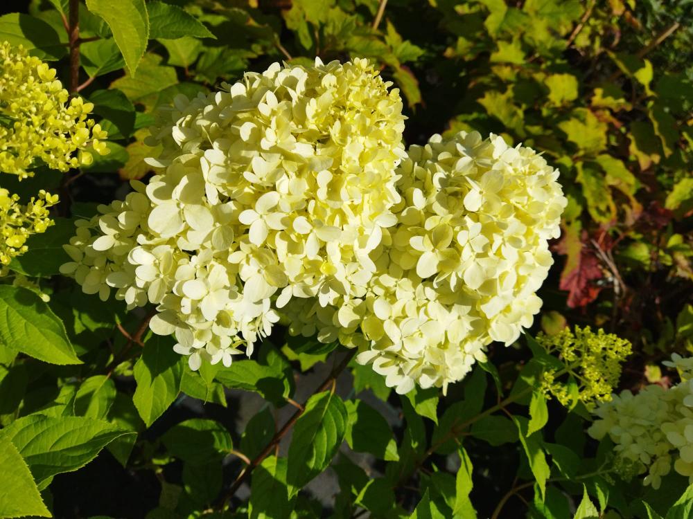 blog-image