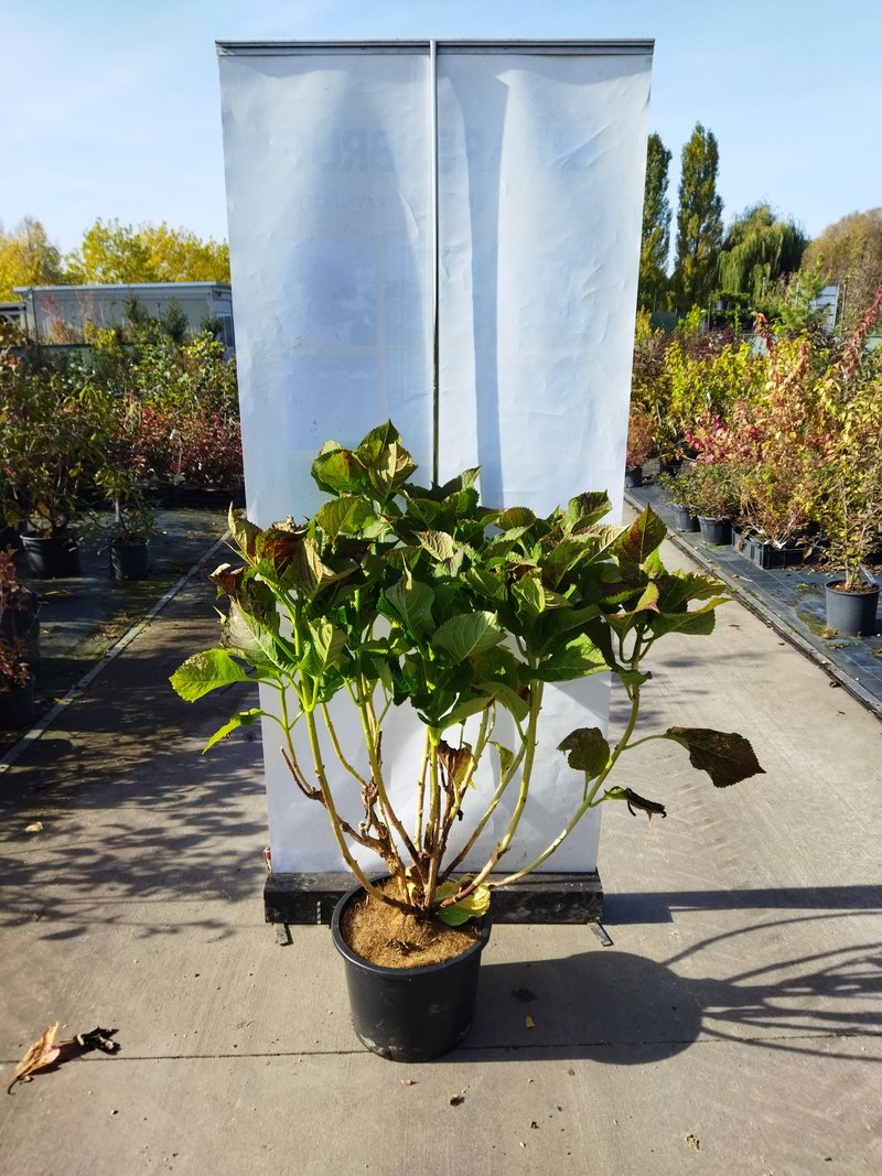 Hydrangea macrophylla ´Blaumeise´