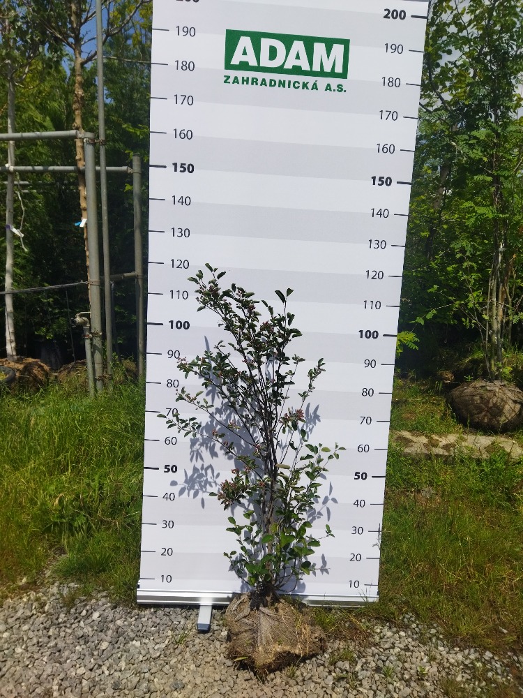 Amelanchier lamarckii