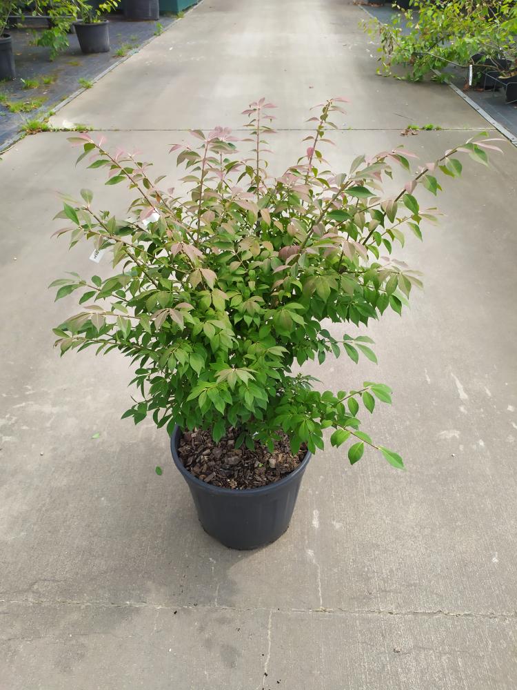 Euonymus alatus ´Compactus´