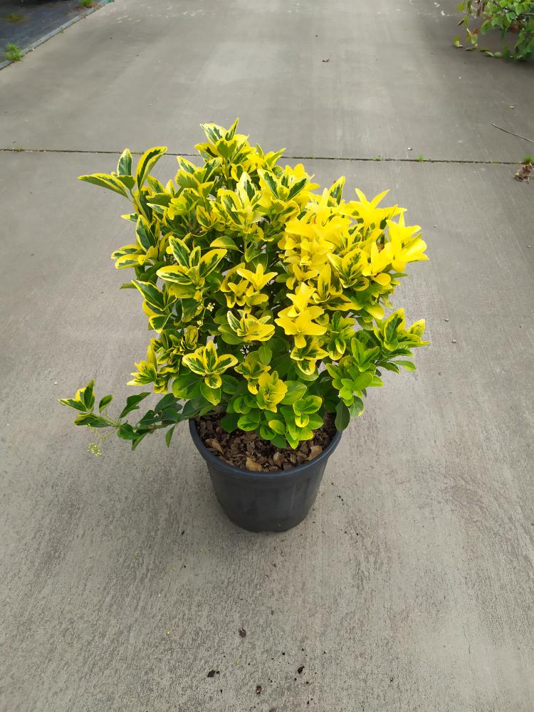 Euonymus japonicus ´Elegantissimus Aureus´