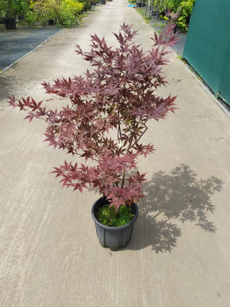 Acer palmatum ´Bloodgood´
