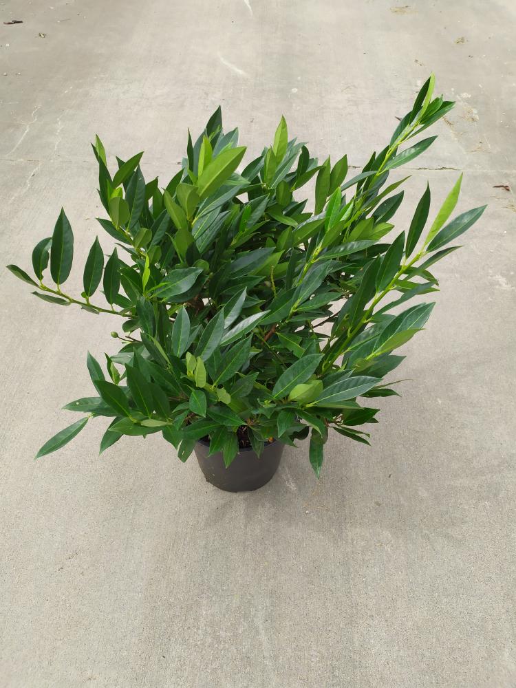 Prunus laurocerasus ´Otto Luyken´