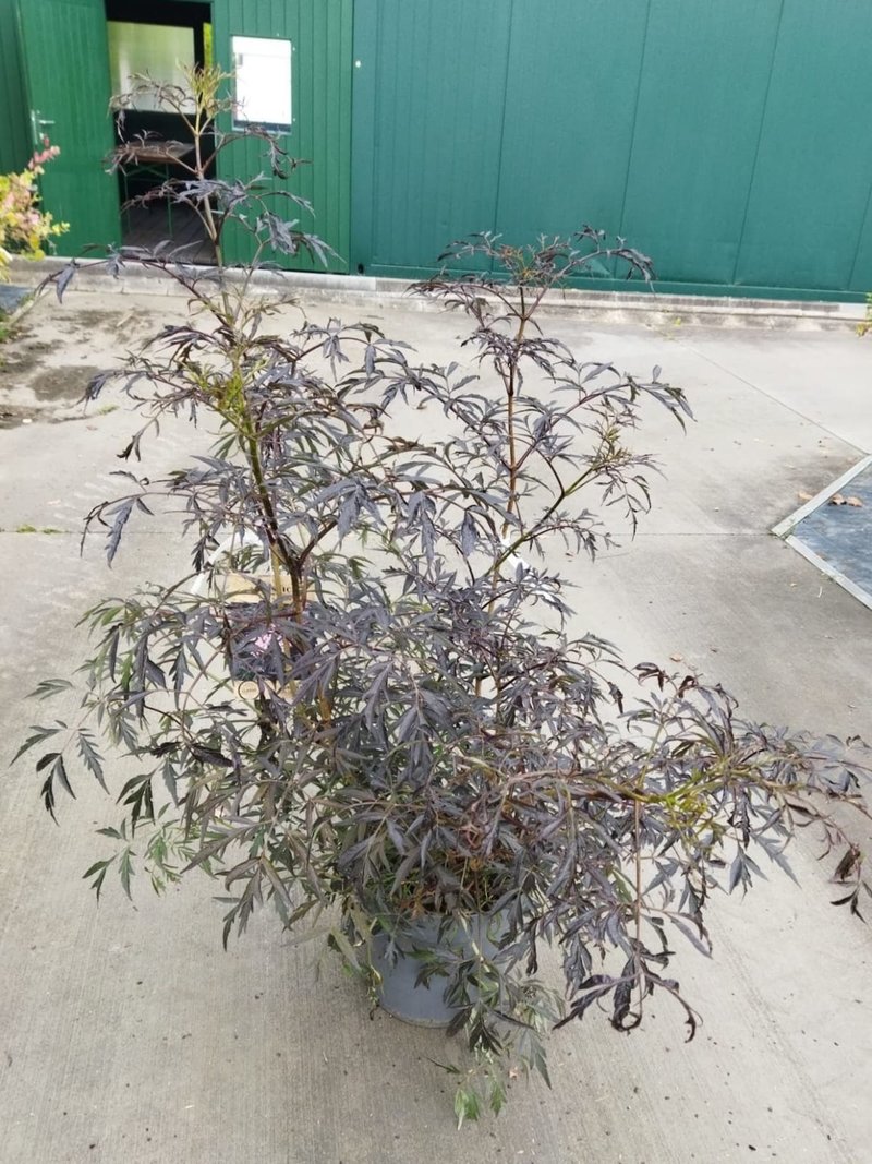 Sambucus nigra ´Black Lace´