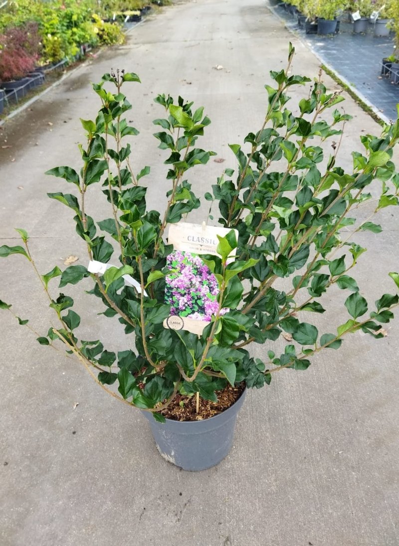 Syringa meyeri ´Palibin´