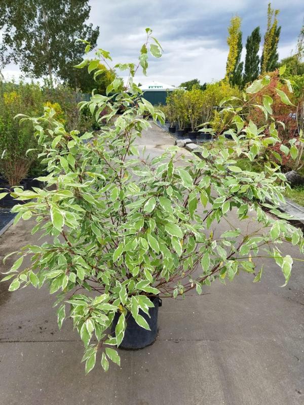 Cornus alba ´Elegantissima´