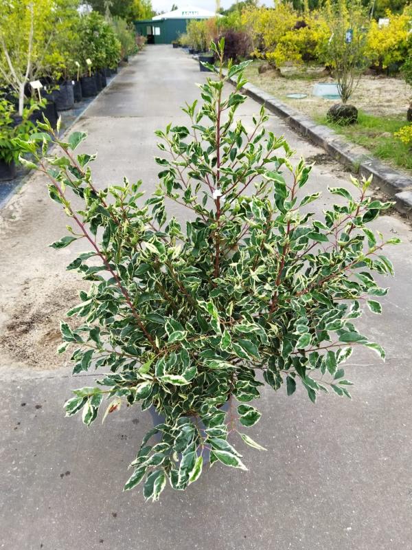 Prunus lusitanica ´Variegata´