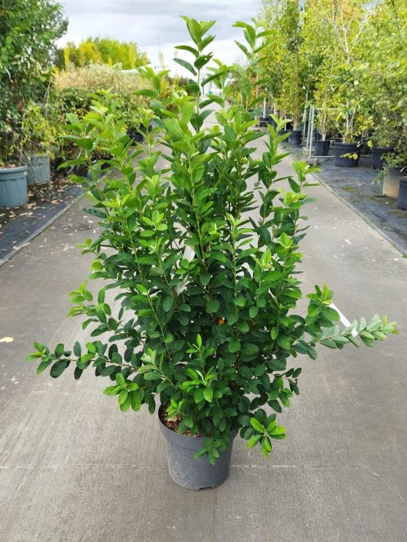 Amelanchier canadensis ´Rainbow Pillar´