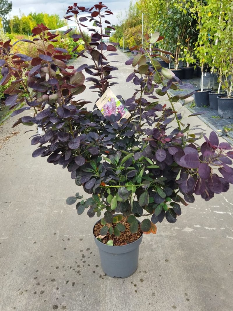 Cotinus coggygria ´Royal Purple´