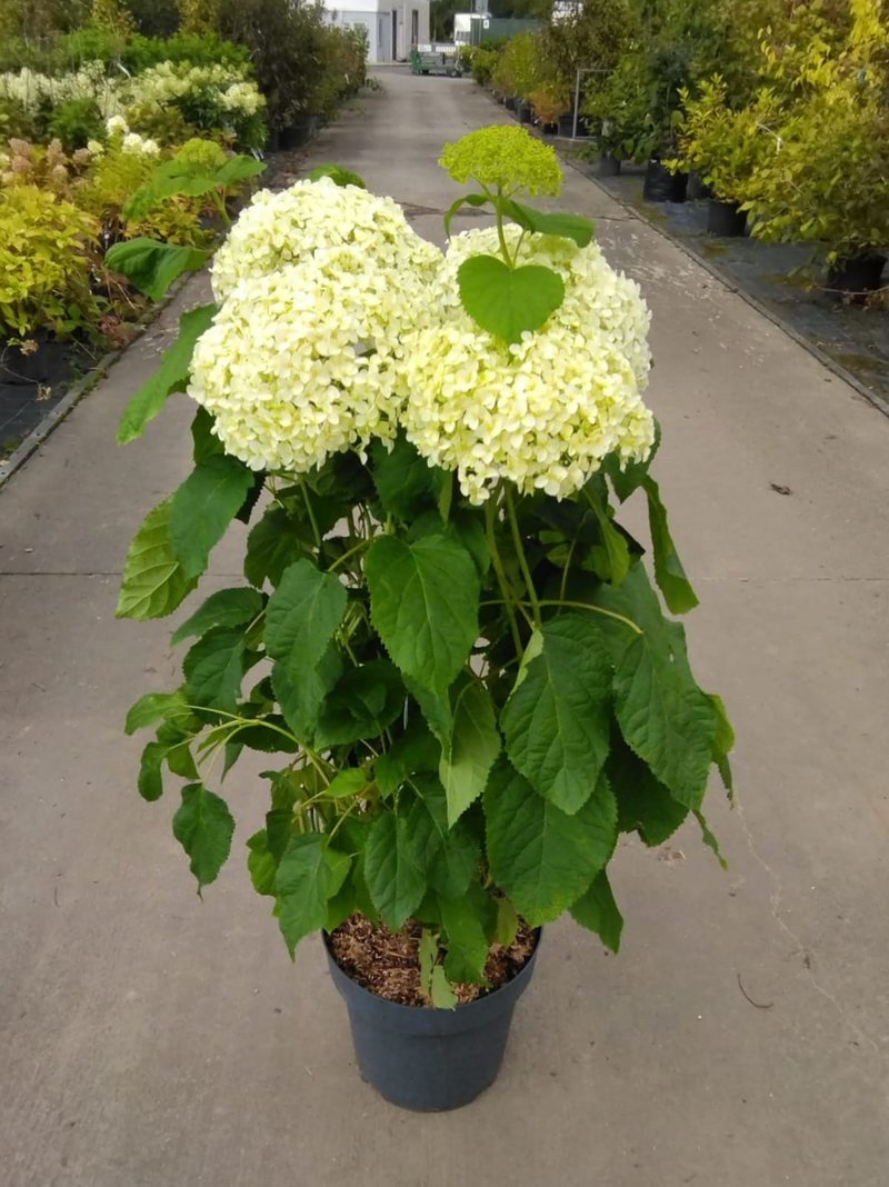 Hydrangea arborescens ´Annabelle´