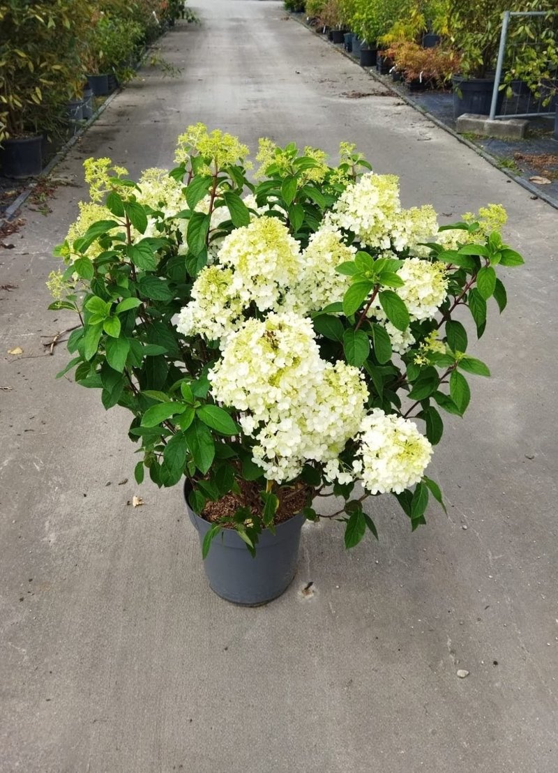 Hydrangea paniculata ´Bobo´