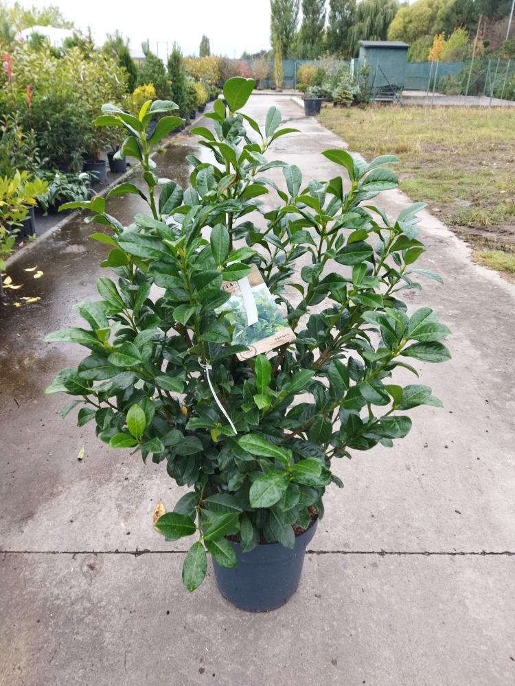 Prunus laurocerasus ´Ani´