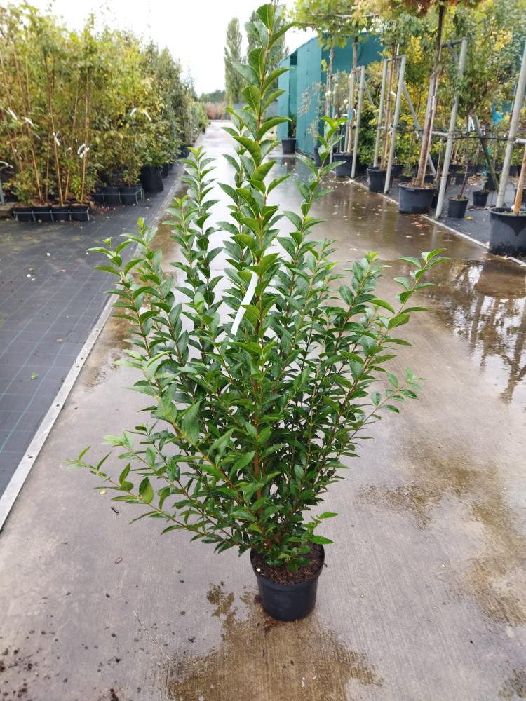 Ligustrum ovalifolium