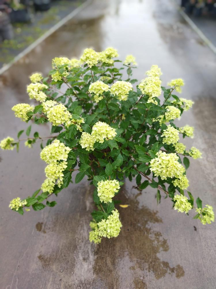 Hydrangea paniculata ´Little Lime´
