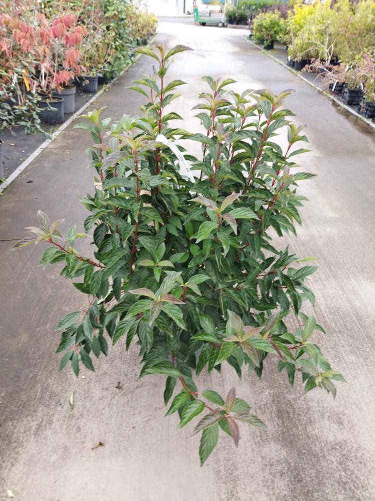 Viburnum farreri ´December Dwarf´
