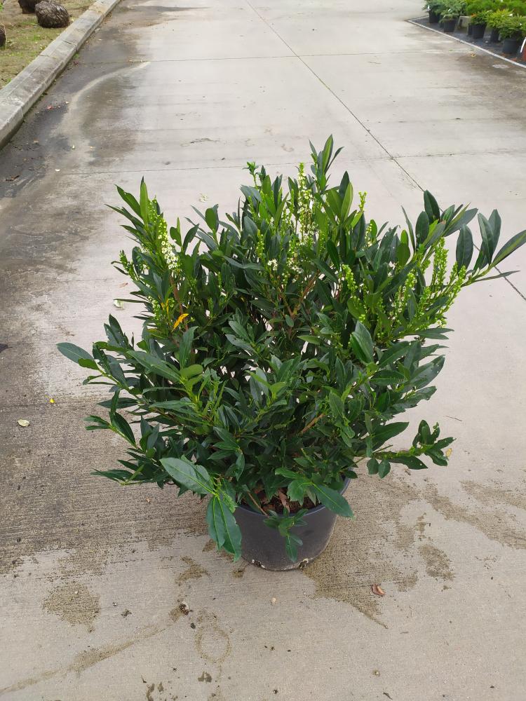 Prunus laurocerasus ´Otto Luyken´