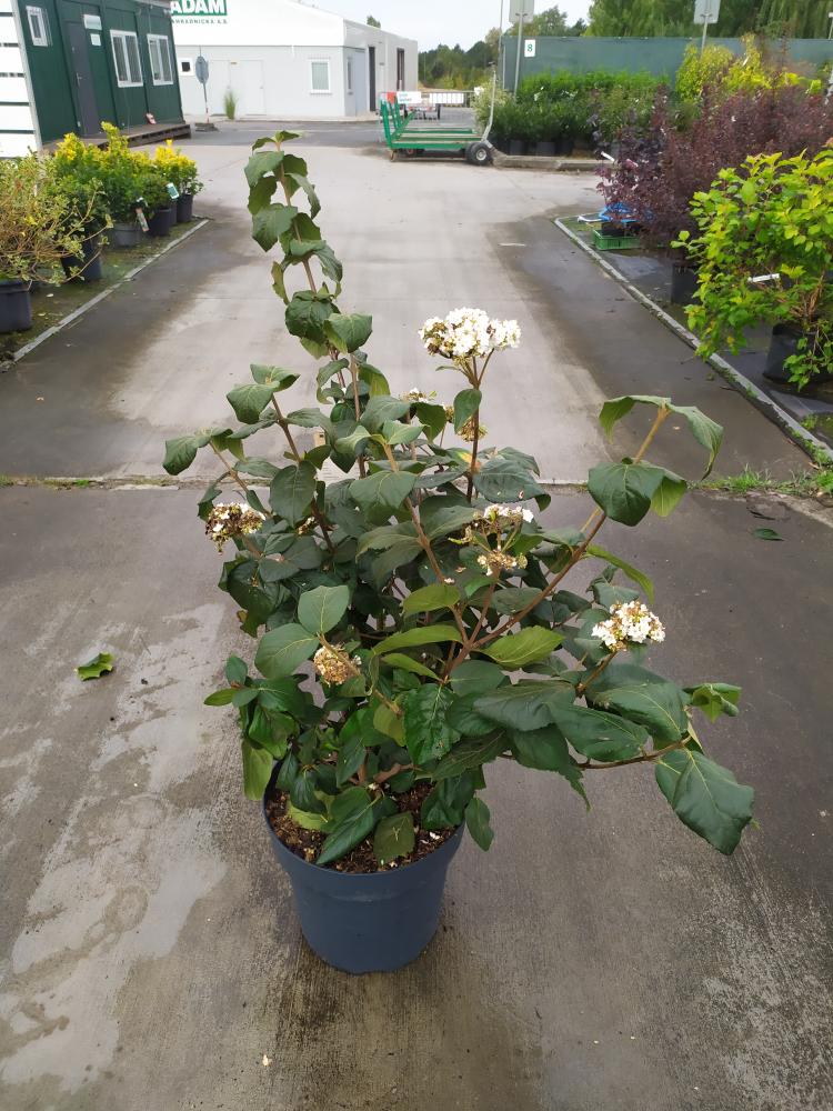 Viburnum carlesii