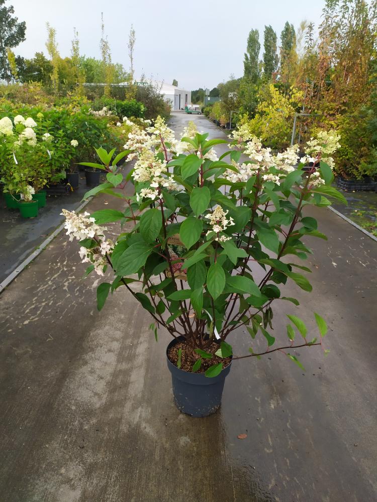 Hydrangea paniculata ´Pinky Winky´