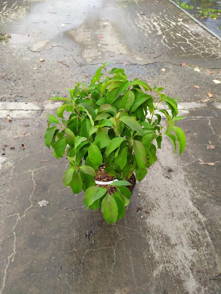 Cornus sericea ´Kelsey ´