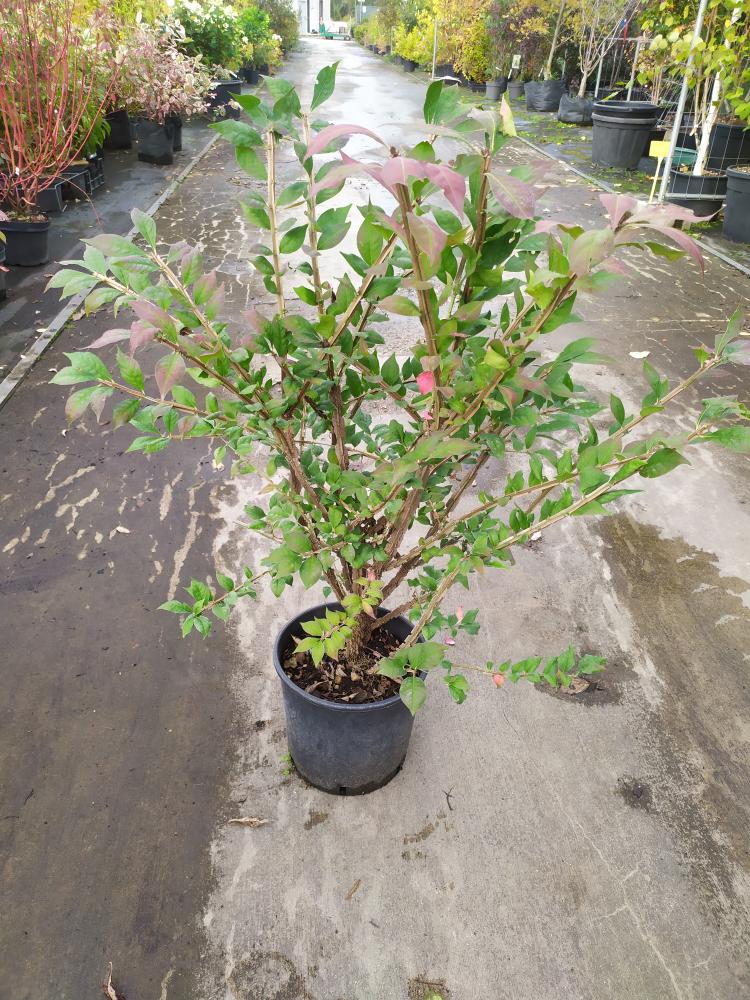 Euonymus alatus
