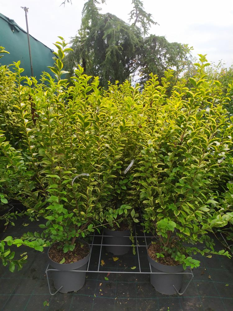 Ligustrum ovalifolium ´Aureum´