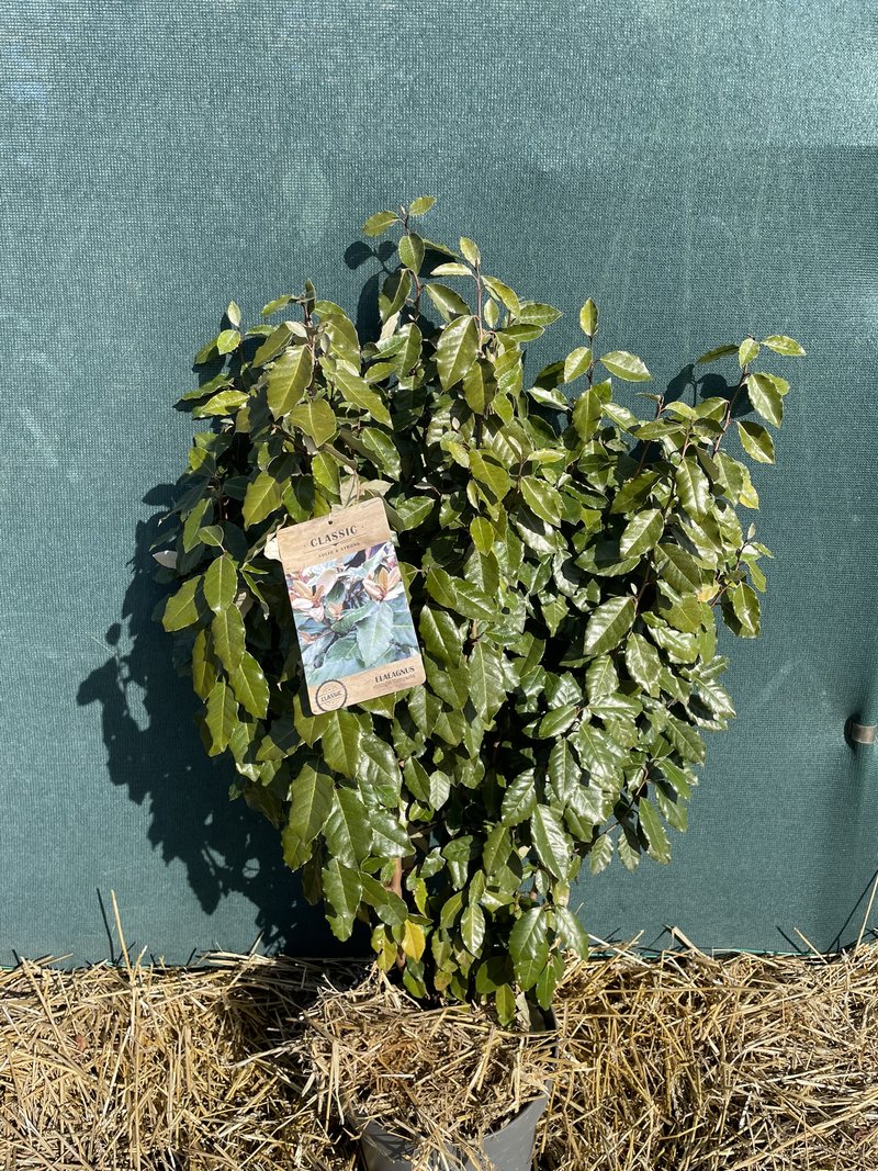 Elaeagnus x ebbingei ´Compacta´