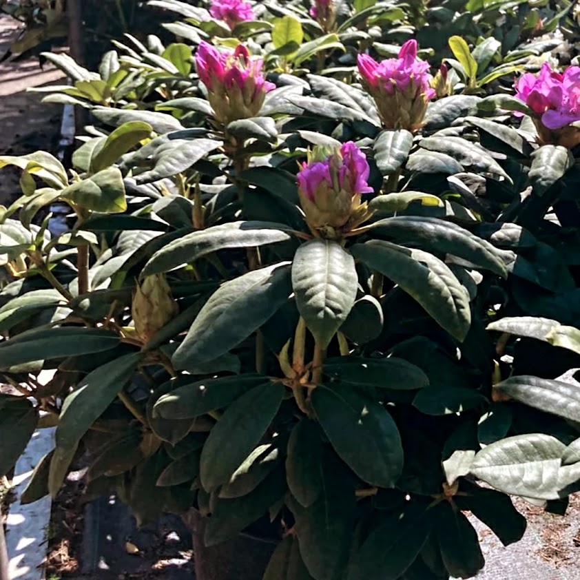 Rhododendron ´Roseum Elegans´