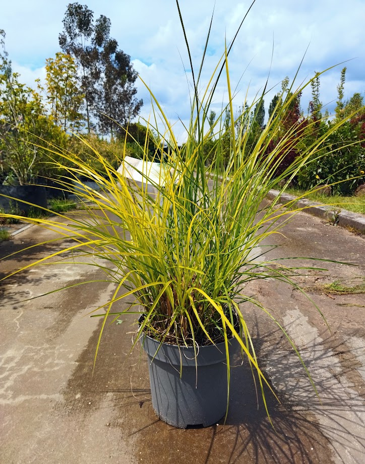 Miscanthus sinensis ´Gracillimus´