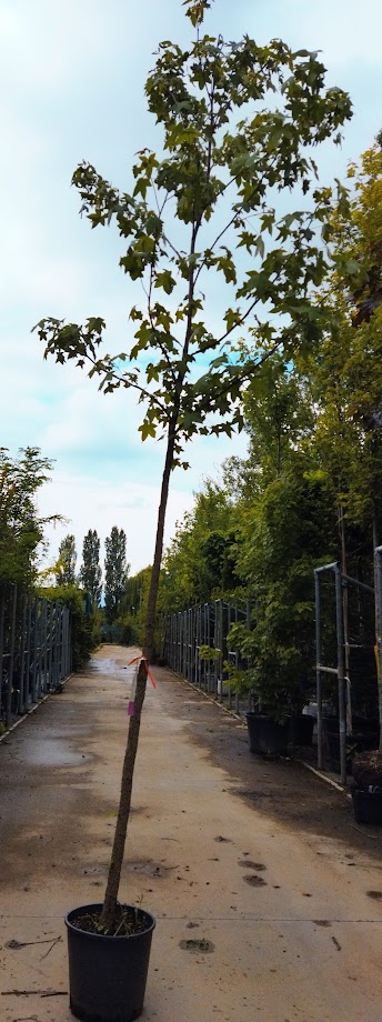 Liquidambar styraciflua