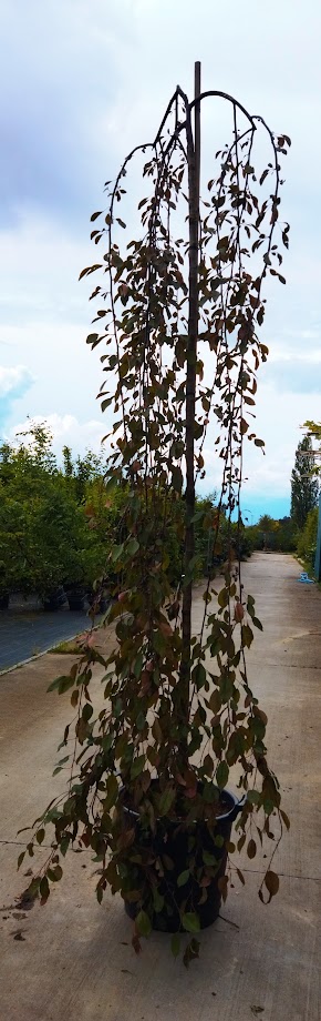 Malus ´Royal Beauty´