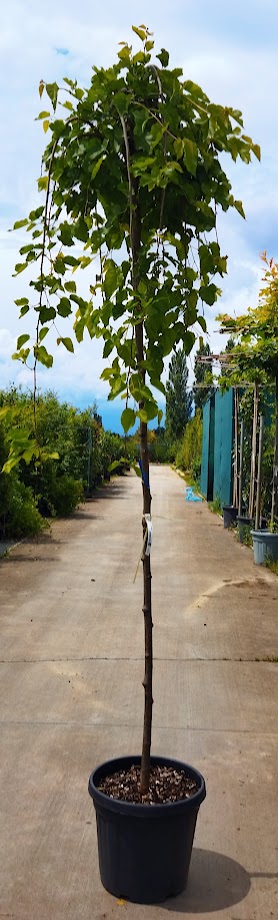 Morus alba ´Pendula´
