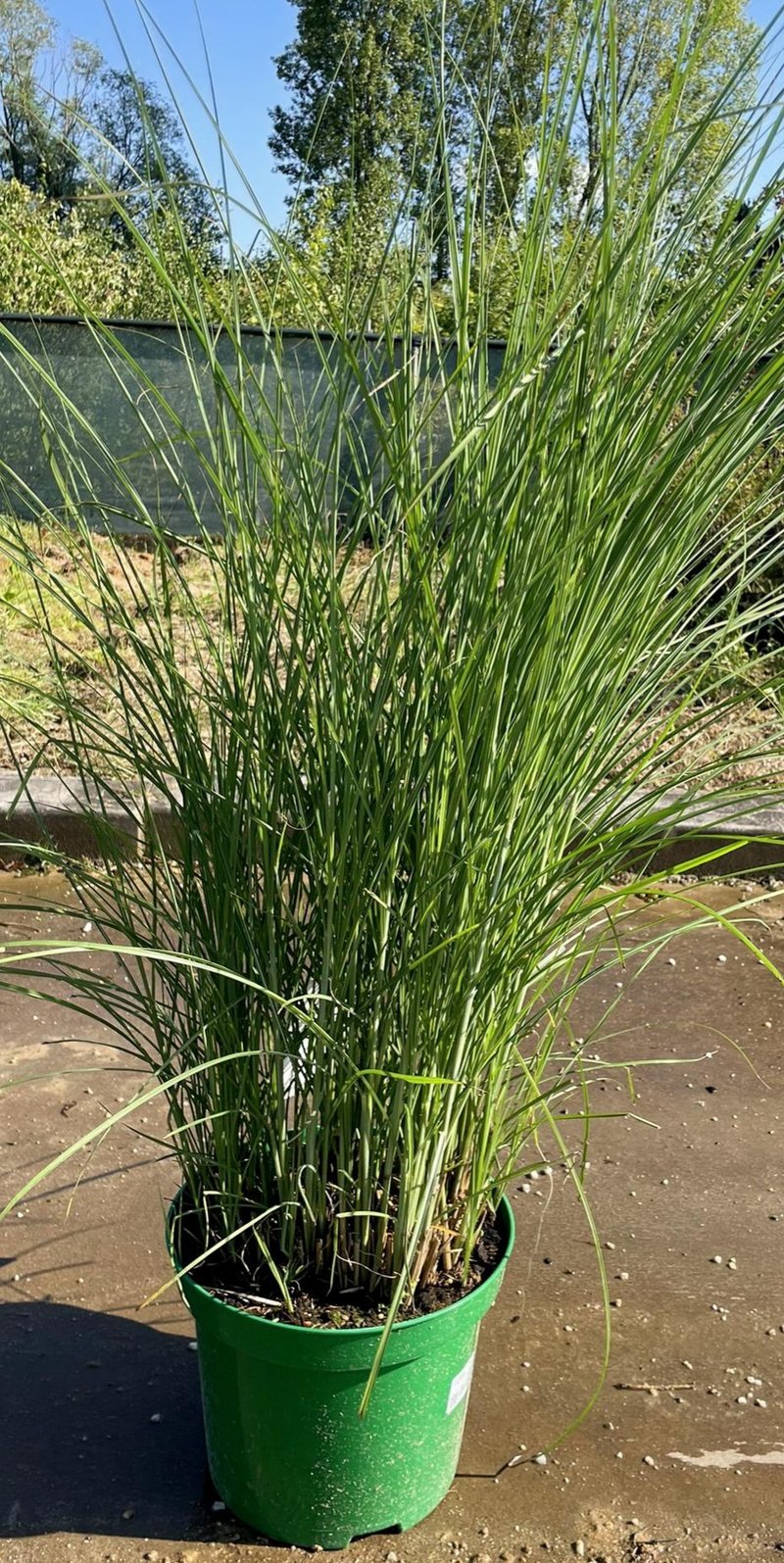 Miscanthus sinensis ´Kleine Fontaine´
