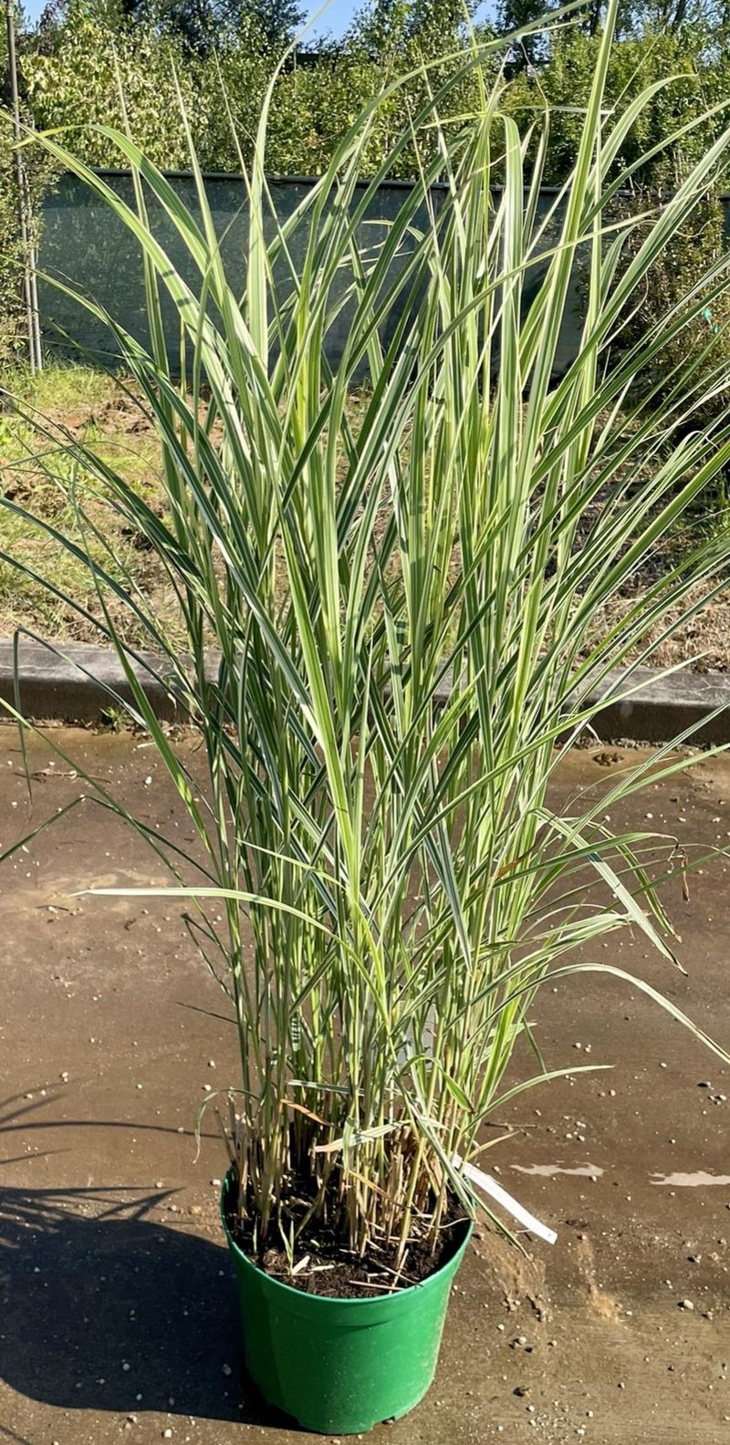 Miscanthus sinensis ´Variegatus´