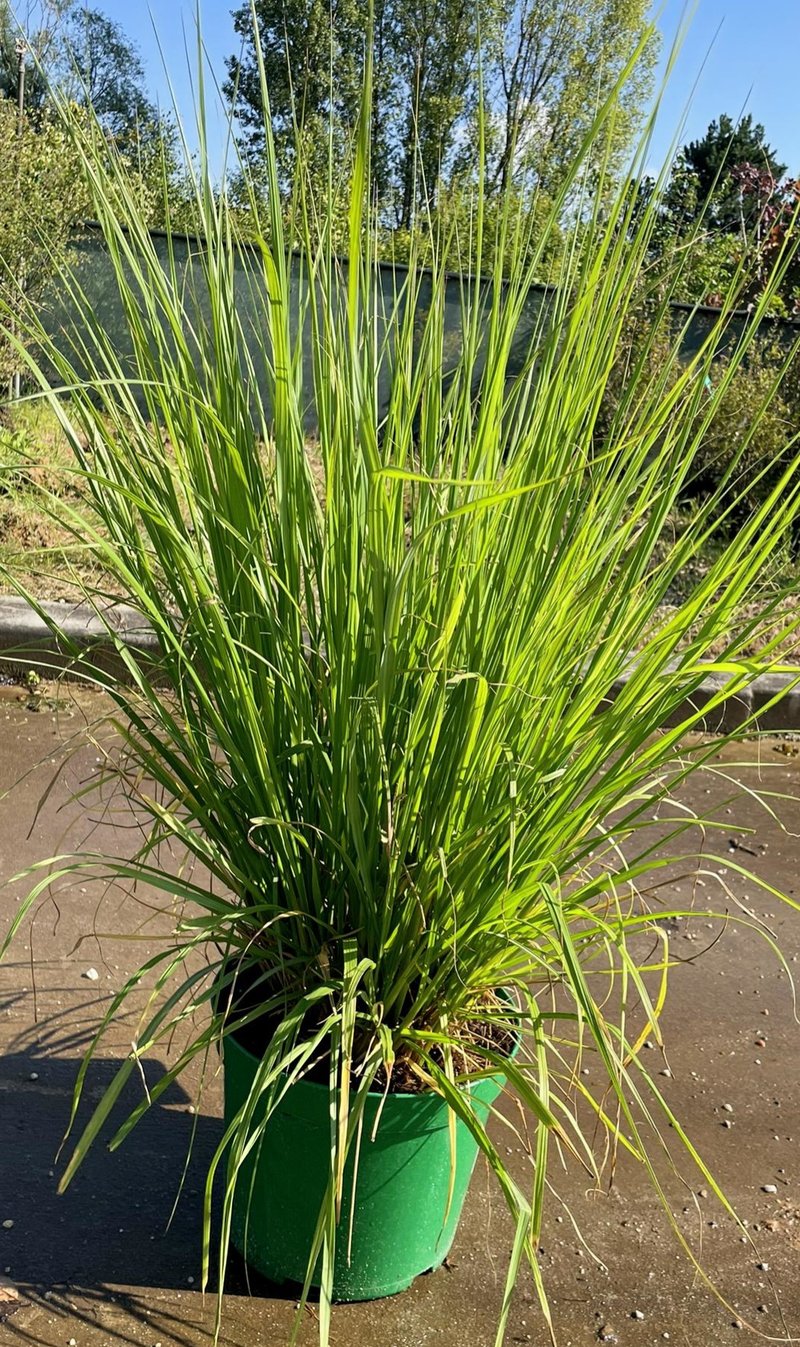 Pennisetum alopecuroides ´Red Head´