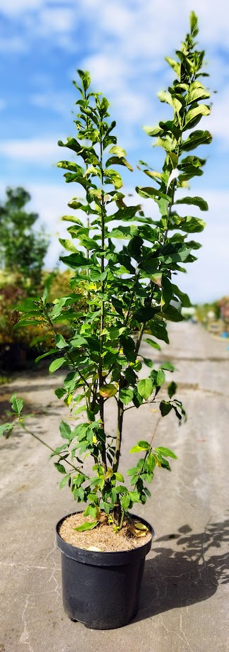 Euonymus europaeus