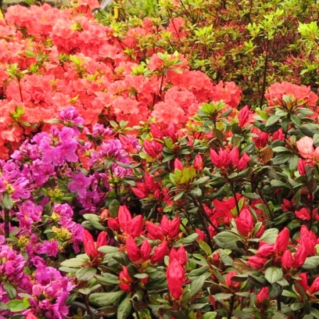 Rhododendrons, azaleas and heather plants