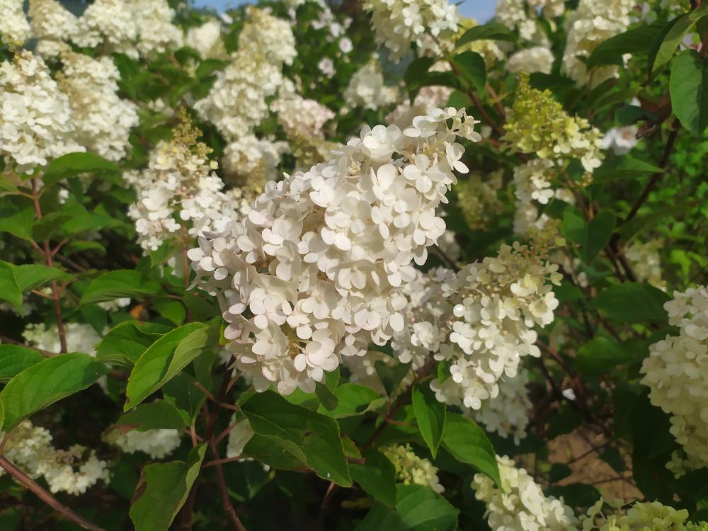 blog-image