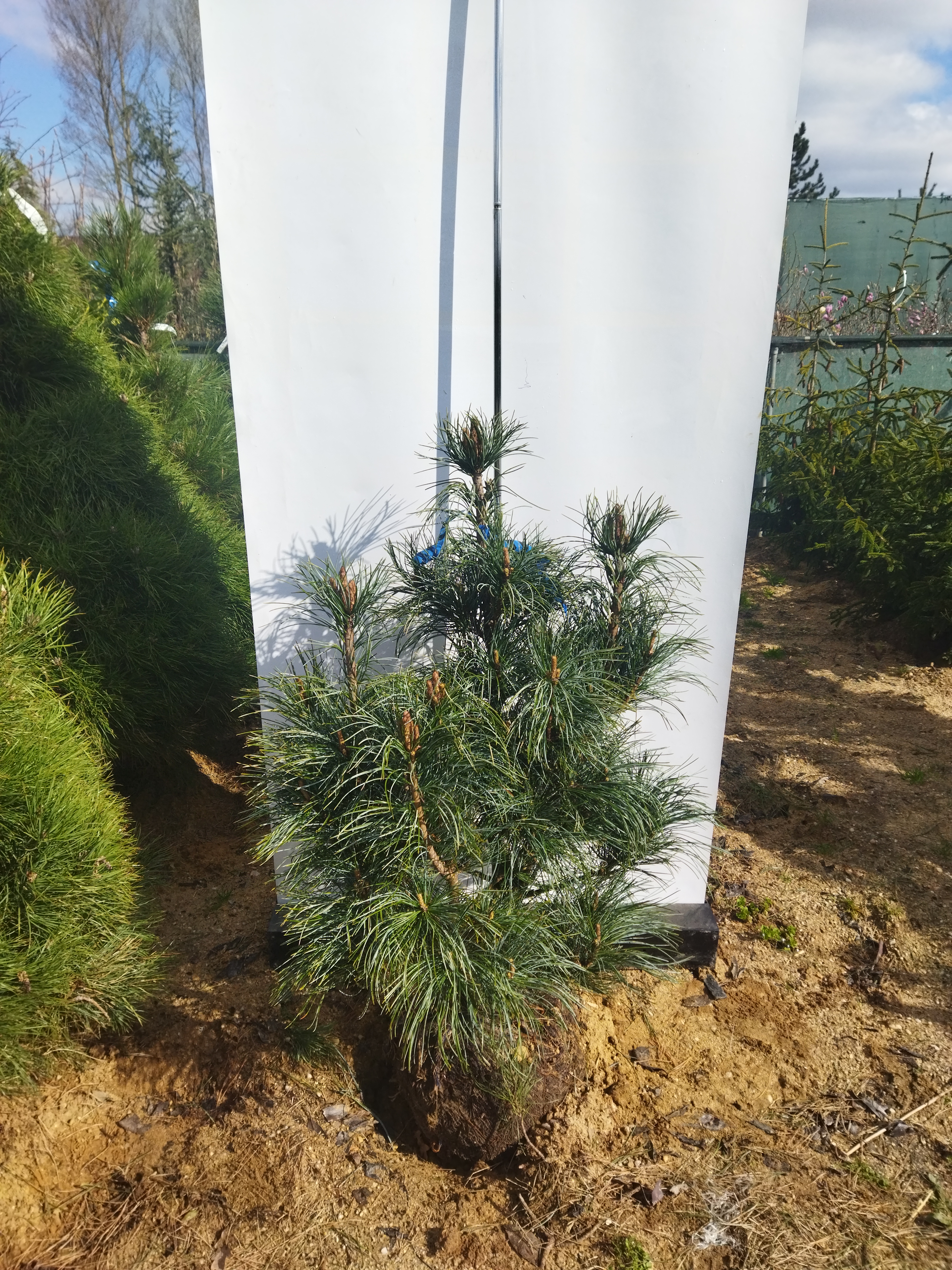 Pinus koraiensis ´Silveray´