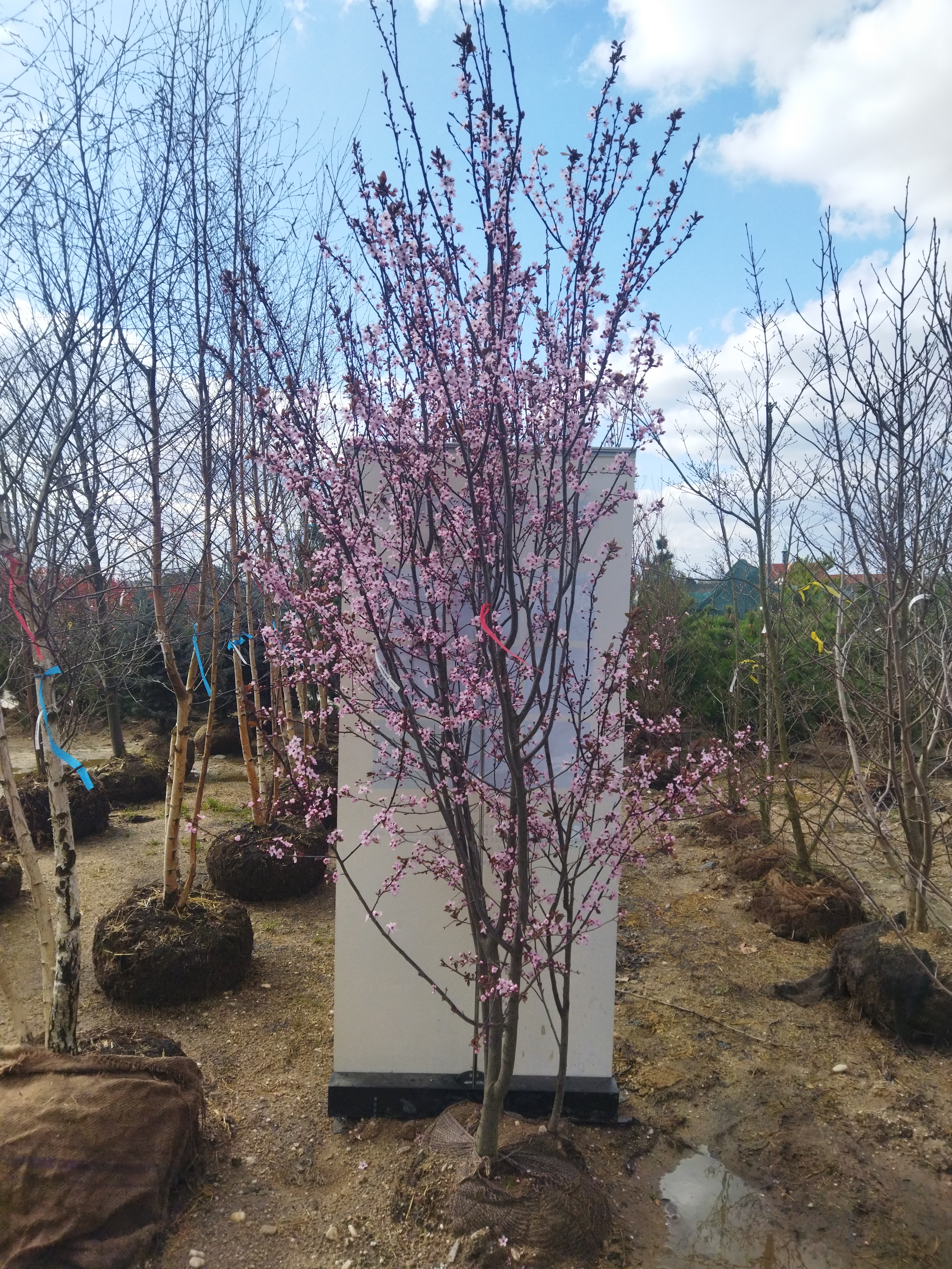 Prunus cerasifera ´Hollywood´