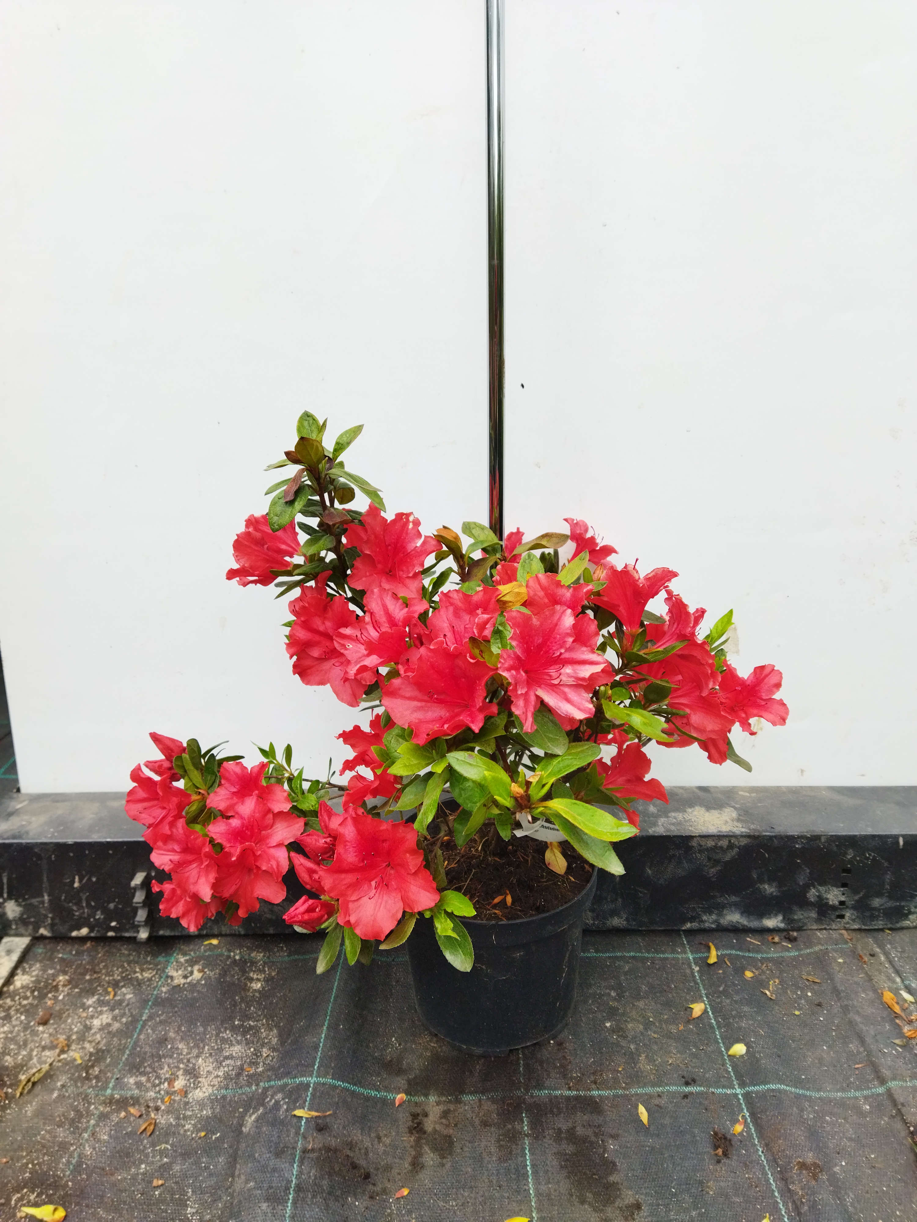Rhododendron japonicum ´Ageet´