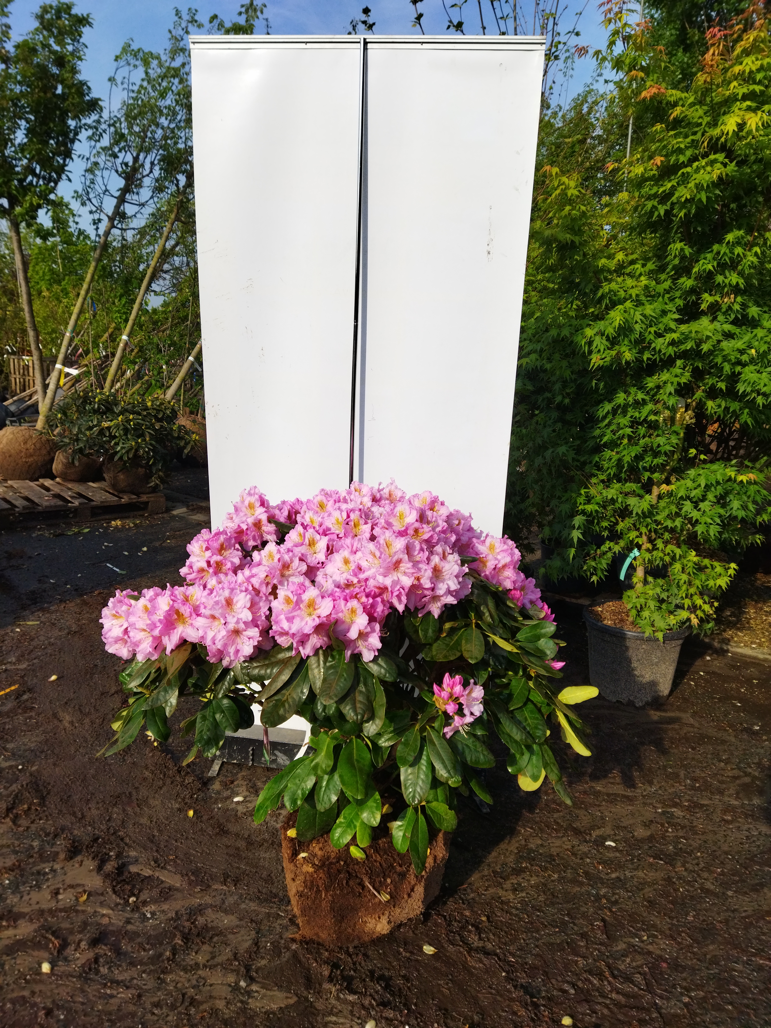 Rhododendron ´Scinitillation´
