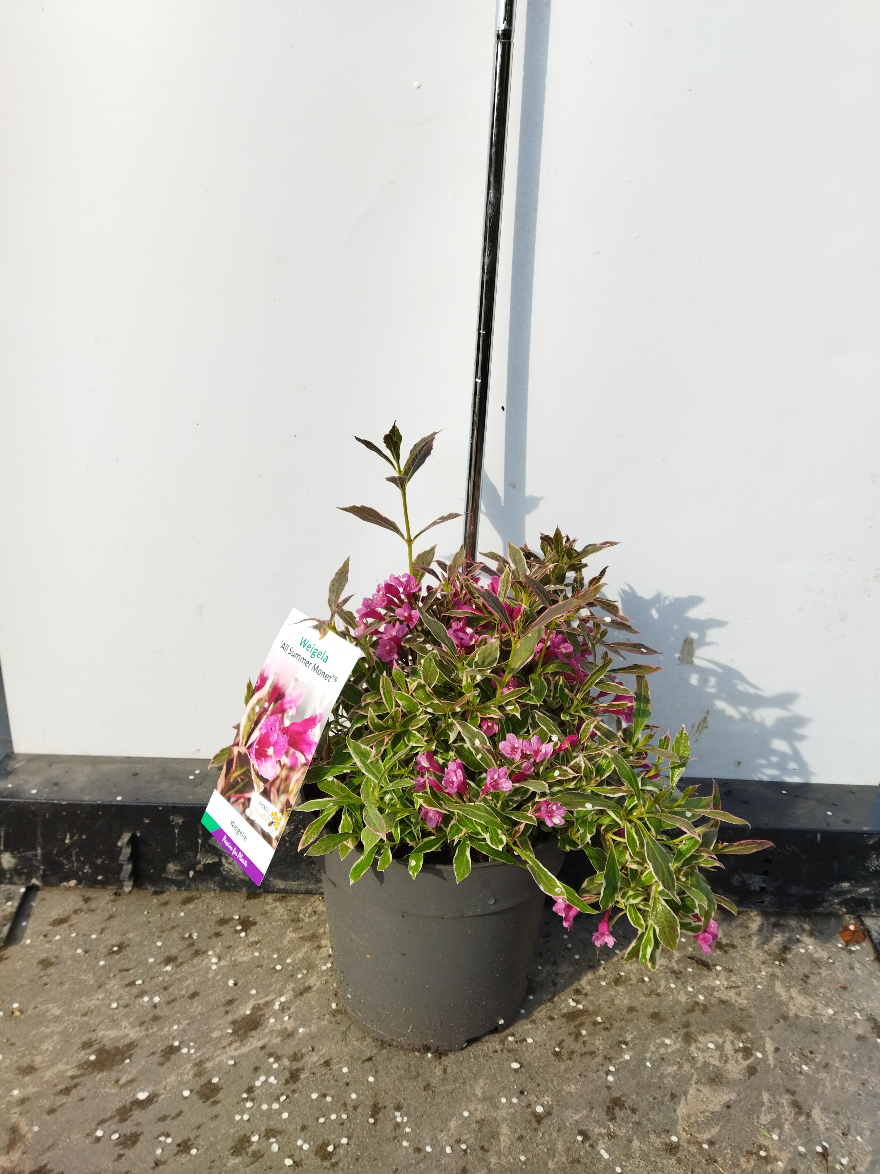 Weigela ´All Summer Monet´