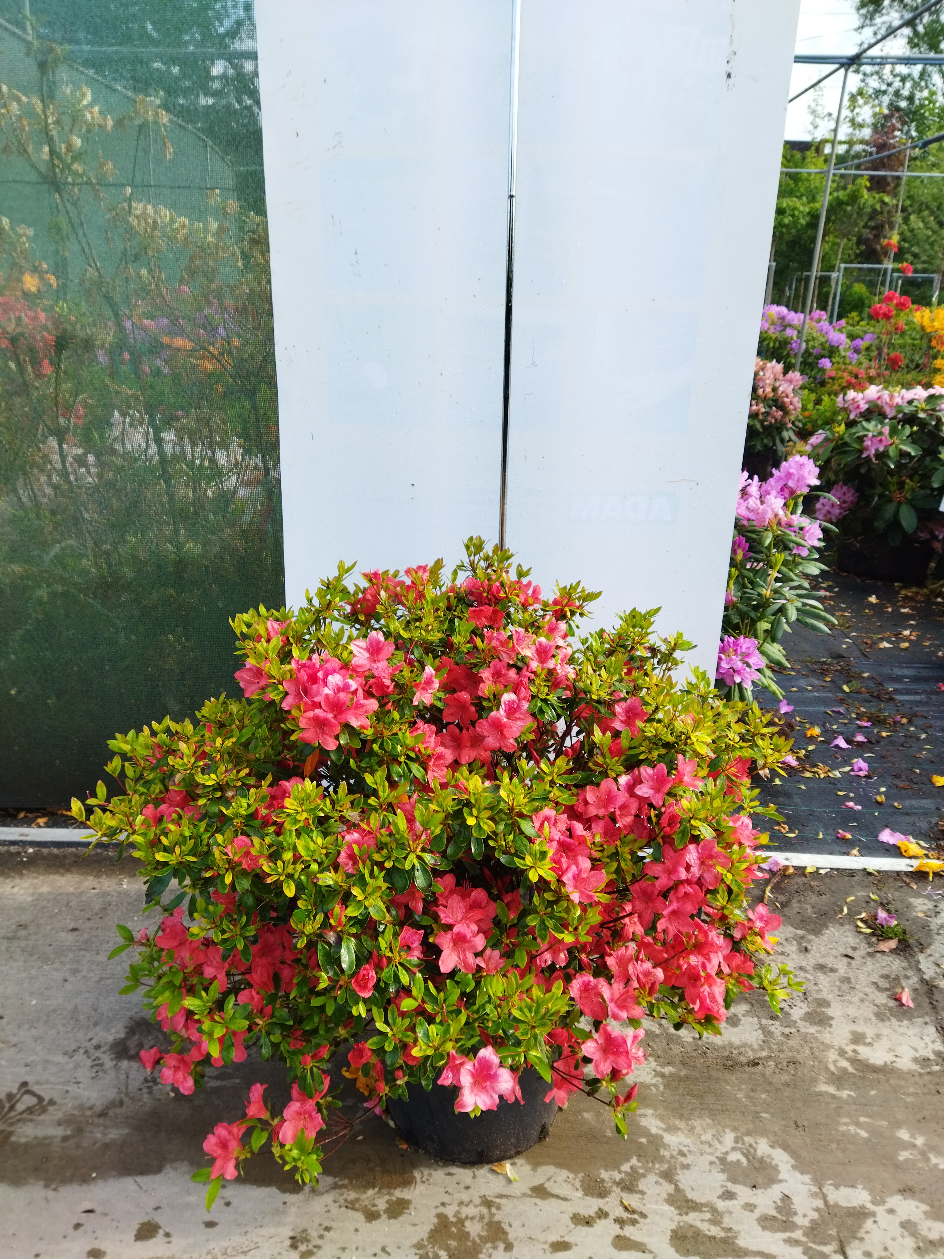 Rhododendron ´Aladdin Scout´