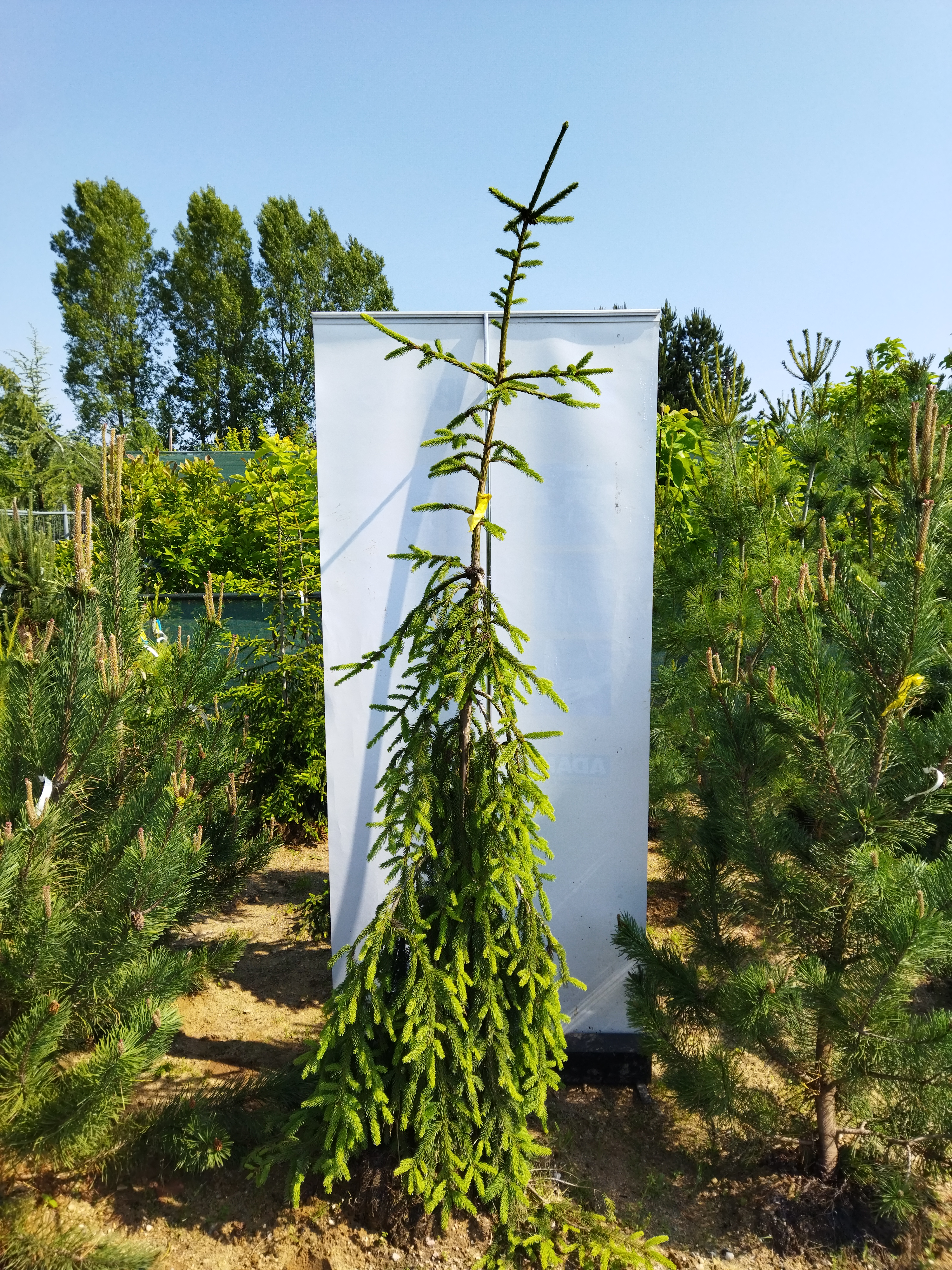 Picea abies ´Frohburg´