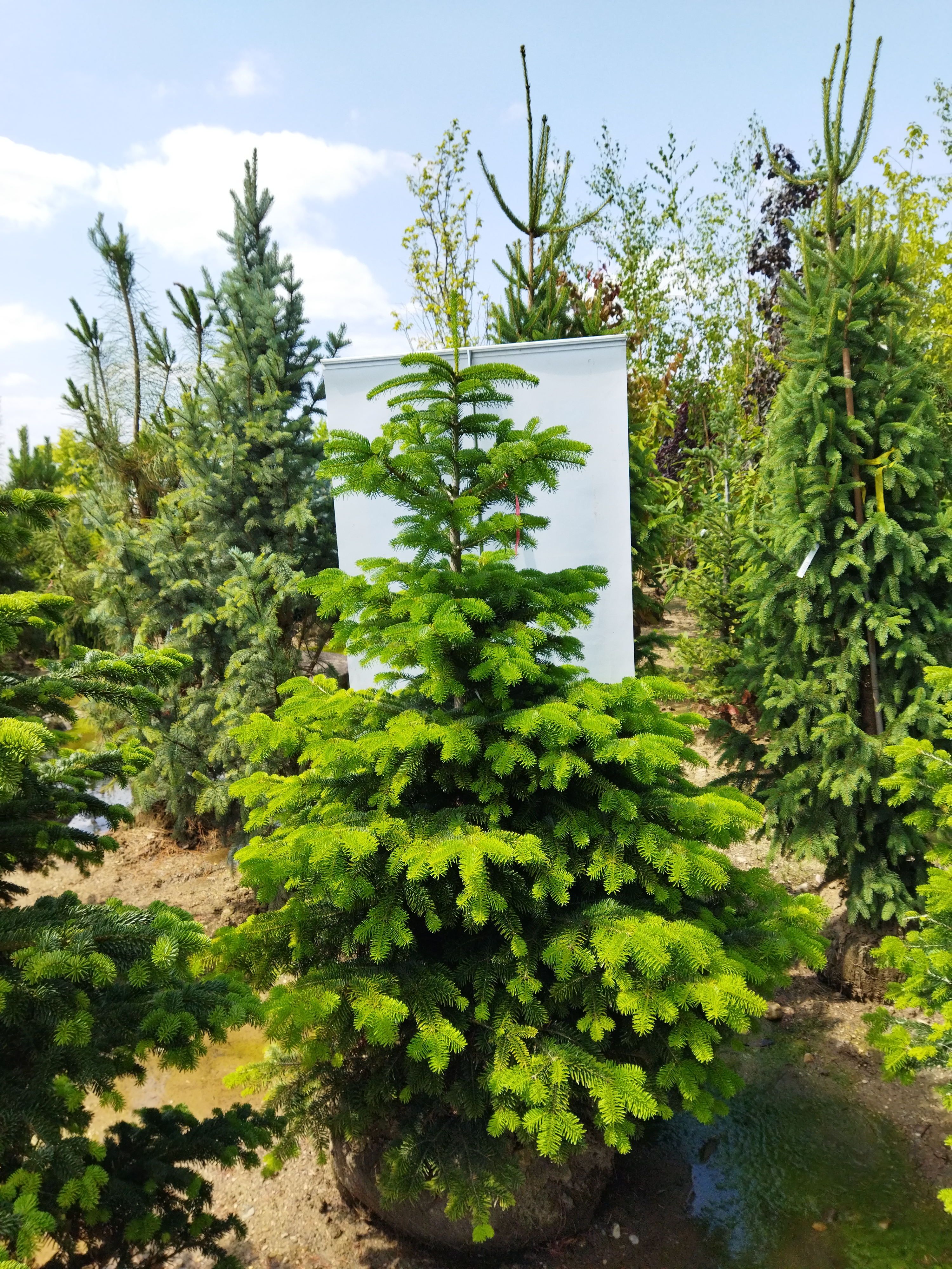 Abies nordmanniana