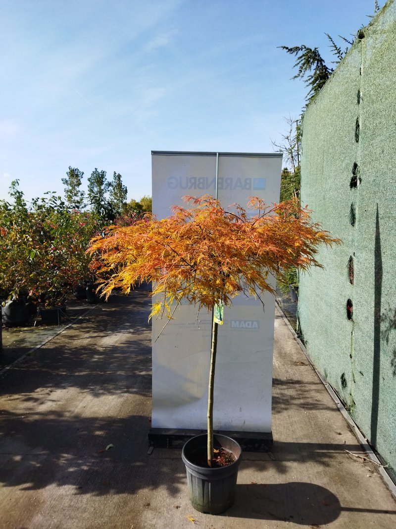 Acer palmatum ´Dissectum Viridis´