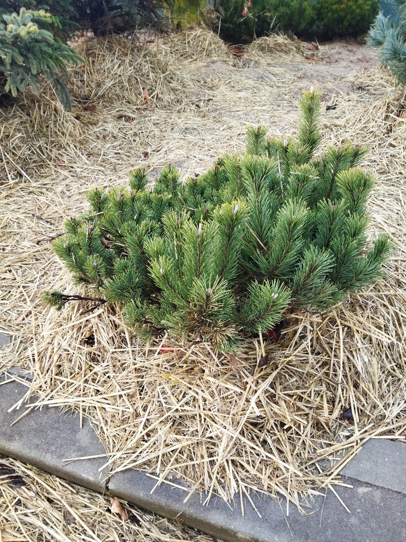 Pinus mugo mugo