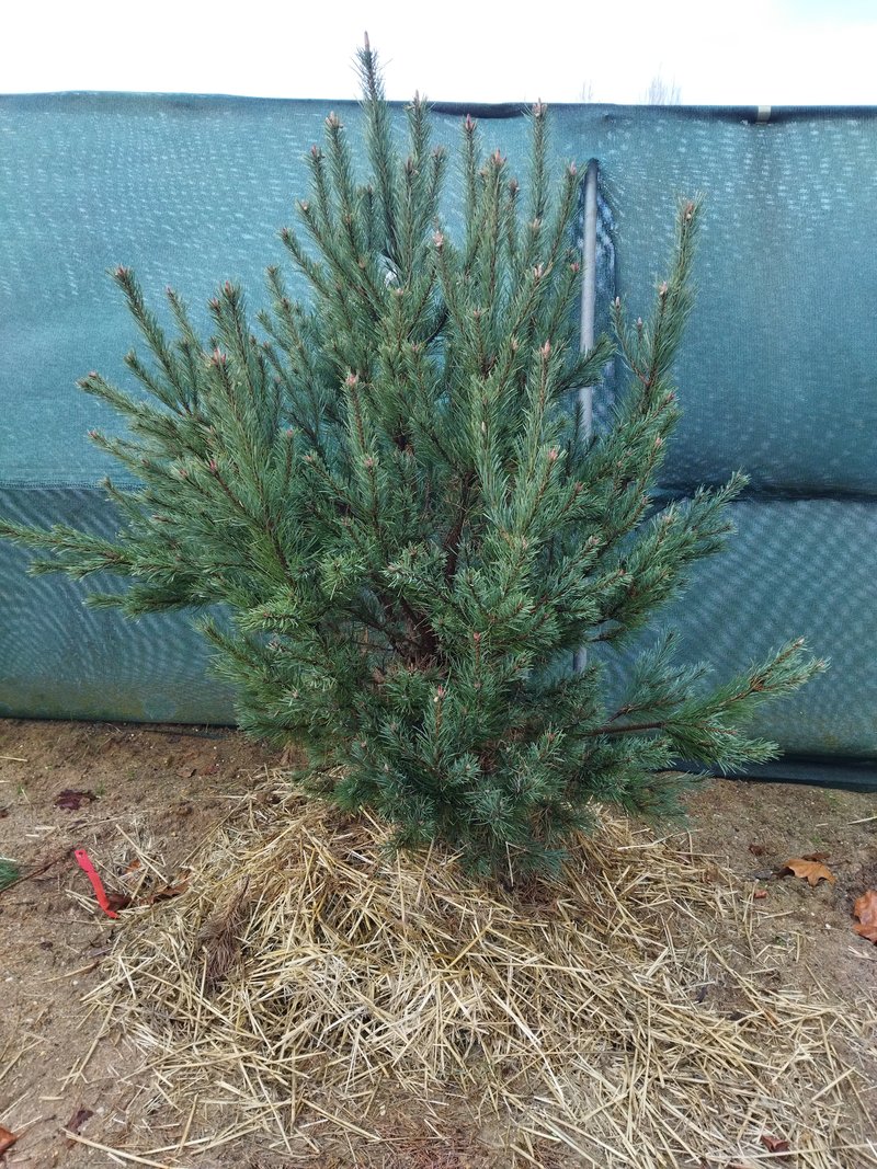 Pinus sylvestris ´Glauca Compacta´