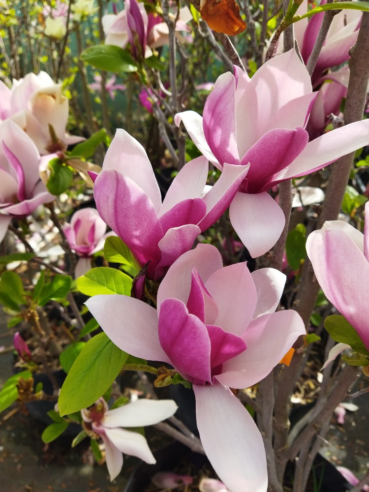 Magnolia ´Red Lucky´