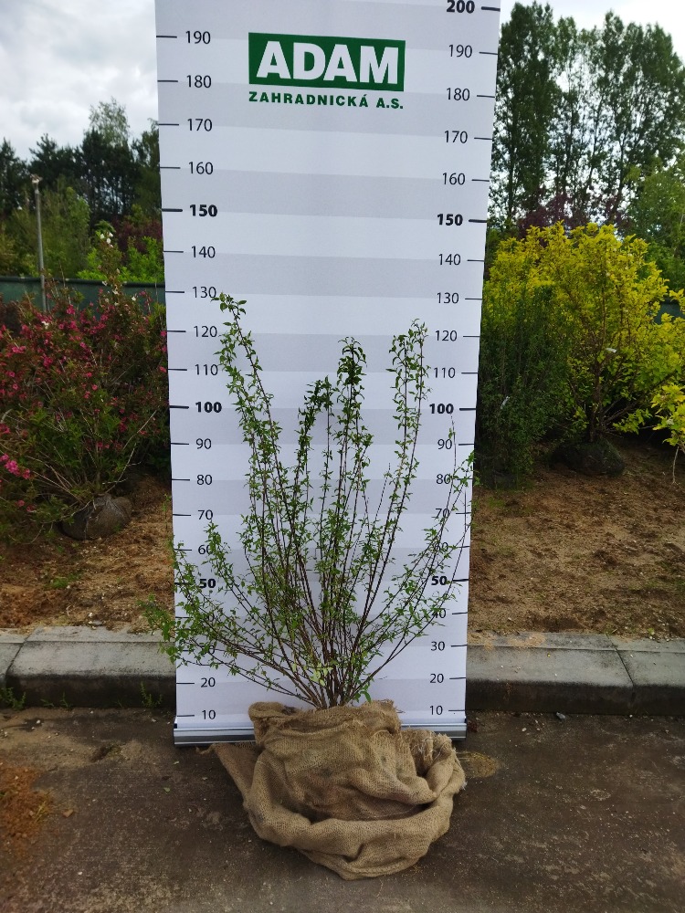 Philadelphus × lemoinei